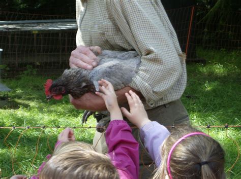 Life On A Welsh Farm Primary School Visits Farm