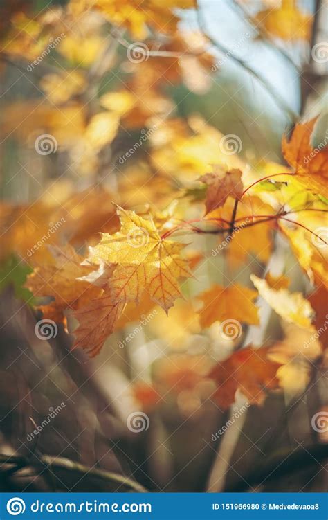 Yellow Autumn Colors Of Foliage Branch With Yellow Leaves On A Blurred