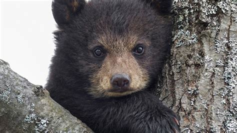 Bear Cub Image Abyss