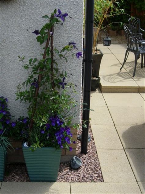 Generally speaking, any clematis that grows up to 8 ft. Growing Clematis in pots, lessons learned. : Grows on You