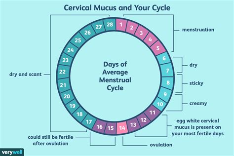 Cervical Mucus Before Ovulation