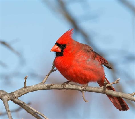 18 Birds In Iowa Our List Of The Best And The Brightest