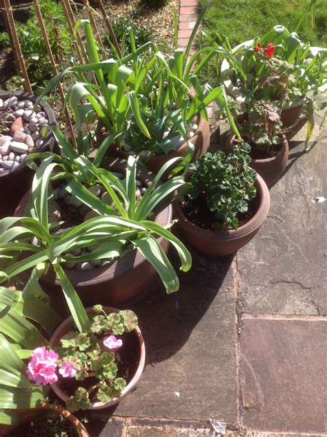 Growing Alliums In Pots — Bbc Gardeners World Magazine