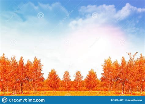 Autumn Landscape Trees With Bright Colorful Leaves Stock Image Image