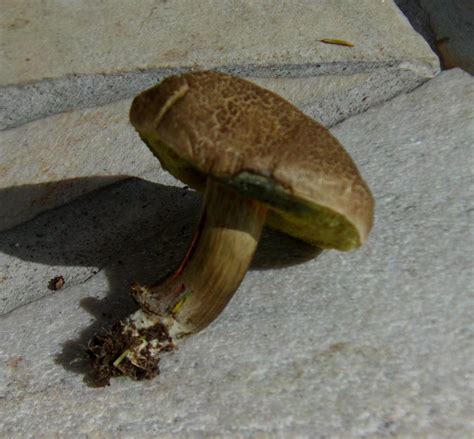 Wir verraten ihnen, wo sie die besten pilze finden und wann sie die besten pilze sammeln können. Auf unserer Wiese wachsen überall diese Pilze, kennt ihr ...