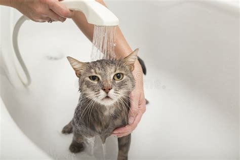 Cat Taking A Bath Stock Photo Image Of Girl Beautiful 100334388