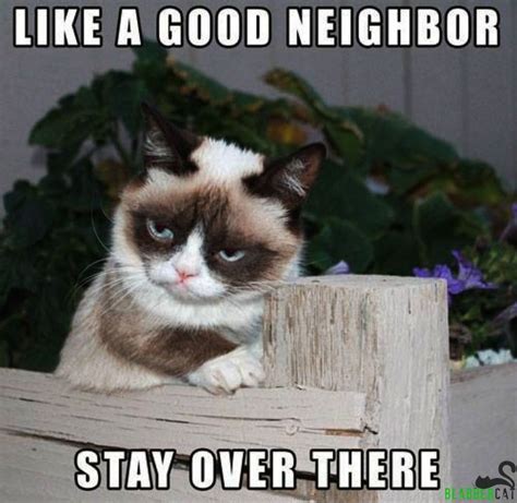 29 Grumpy Cat Memes Math Grumpy Cat Meme Grumpy Cat Quotes Grumpy