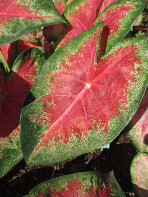 Caladium flowers are tropical plants with colorful foliage that can add a touch of color to any dull place. Hottest Day of the Year? - Rotary Botanical Gardens