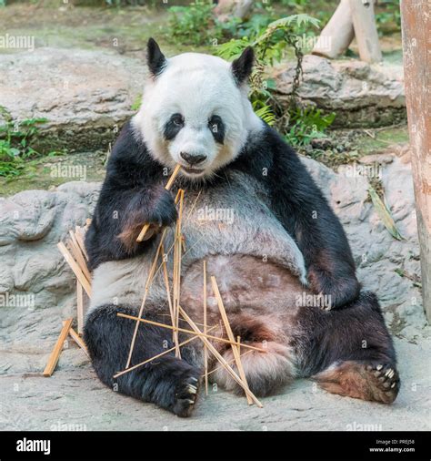 A Female Giant Panda Bear Enjoy Her Breakfast Of Well Selected Young