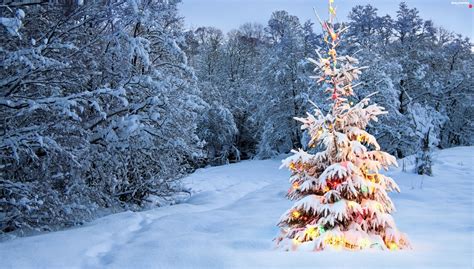 Winter Christmas Tree Spruces Decorated Full Hd Wallpapers 2560x1455