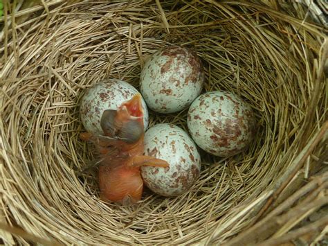 Song Sparrow Eggs