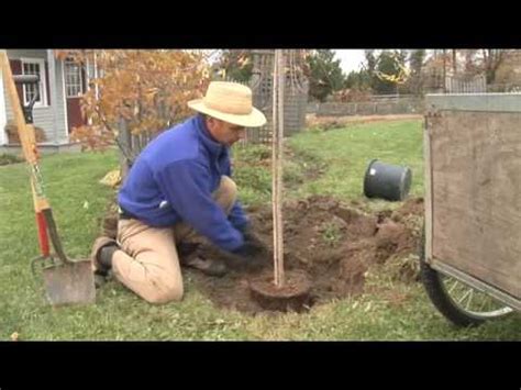 What other activities would you like to see in. How to Plant a Tree, Step by Step (garden.org) - YouTube