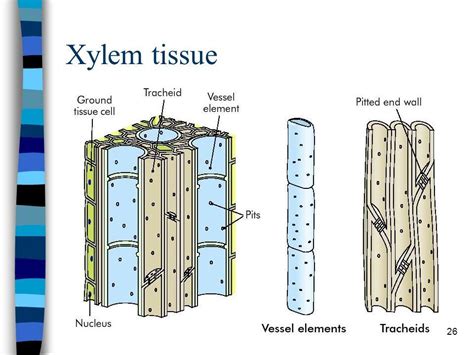 Write The Function Of Xylem Tissue