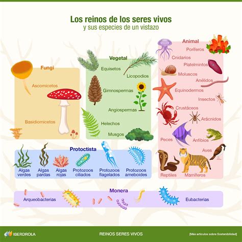 Lista Foto Imagenes De Los Reinos De La Biologia Mirada Tensa