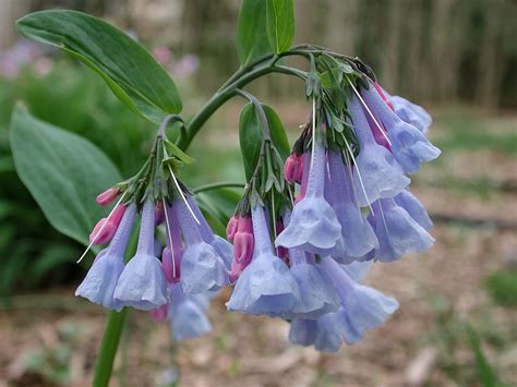 Search google for mertensia virginica. mertensia virginica, oneplant, ouryard, jdy107 ...