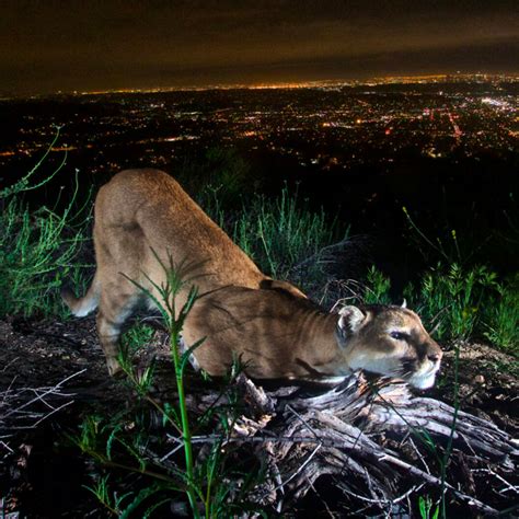 To Protect Wildlife La Times Calls For More Projects Like The Wallis