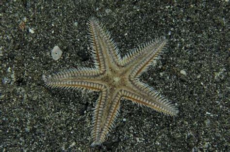 Two Spined Sea Star Photographed By Dive St Vincent