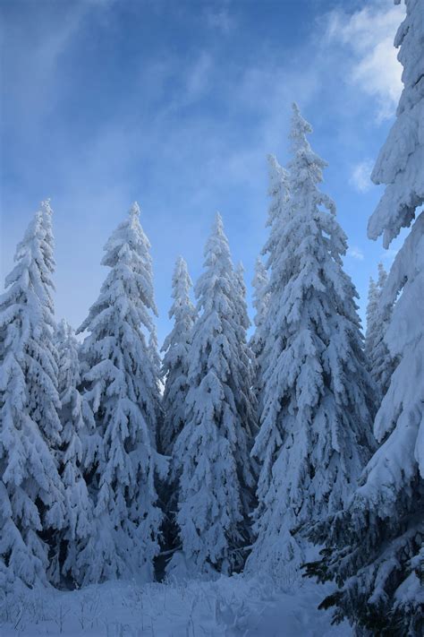 Snow Covered Pine Trees Under Blue Sky · Free Stock Photo