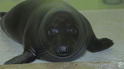 Black Seal Pup Rescued From Aberdeen Beach Bbc News