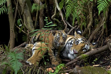 The tiger population across the world dropped sharply since the beginning of the 20th century but now for the. Great News for Tigers in India—and a Cautionary Tale ...