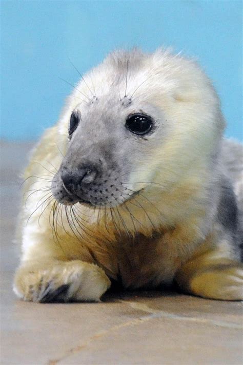 Grey Seal Pup Born At Brookfield Zoo Tribunedigital Chicagotribune