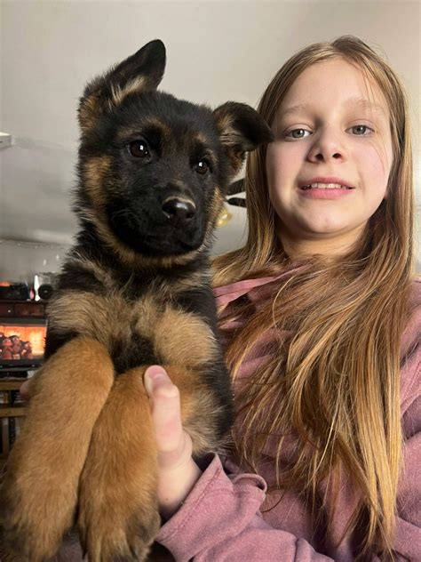 Your New Best Friend Awaits: Puppies for Sale