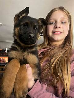 Unleash The Puppy Power Craigslist Fort Worth Puppies Is Your New Best Friend Finder