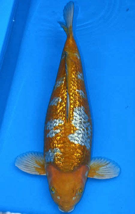 Koi Varieties Guide Hydrosphere The Koi Pond Experts Koi Fish