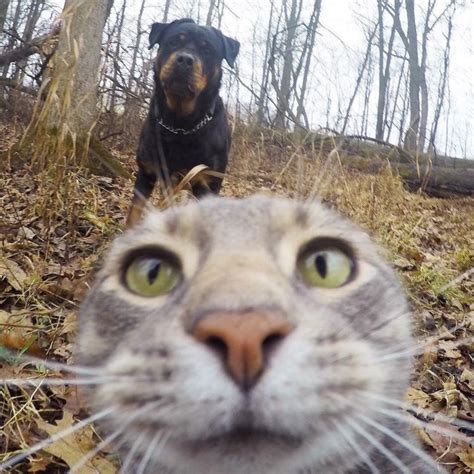 This Cats Selfie Game Is On Point