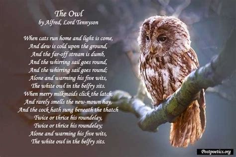 Short Owl Love Poems By Famous Poets That Rhyme