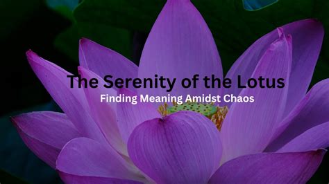 The Serenity of the Lotus: Finding Meaning Amidst Chaos - YouTube