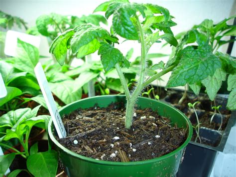 When daffodils are coming up and wattle trees are flowering, transplant overwintering bulbing onions to their final space and fertilise them. Identify Nutrition Deficiencies in Your Vegetable Plants ...