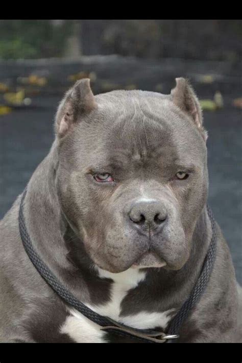 587 Best American Bully Images On Pinterest Pit Bulls Pit Bull And American Bullies