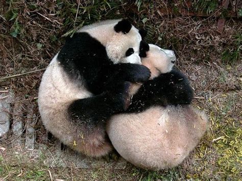Pin By Caroline W L On Pandas Panda Hug Hug Images Bear Hug