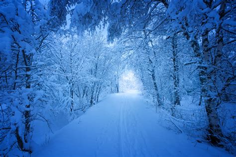 Road Trees Covered With Snow Hd Nature 4k Wallpapers Images