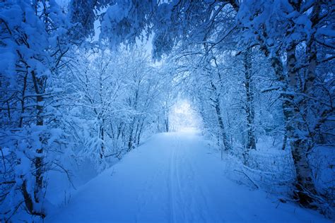 Road Trees Covered With Snow, HD Nature, 4k Wallpapers ...