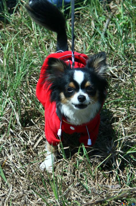 The coat of the long haired chihuahua will not need trimming either. Promener les chiens chiwawa aux cheveux longs chien № 4737