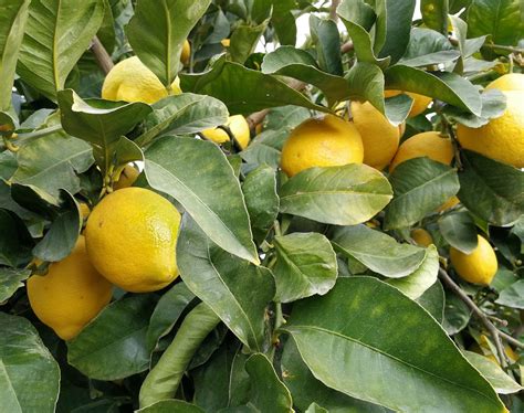 Extra Large Citrus Limon Trees Specimen Lemon Trees Thepalmtreecompany