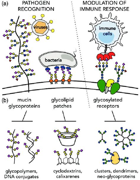 The Cellular Glycocalyx Is A Key Mediator Of Pathogenesis A Various