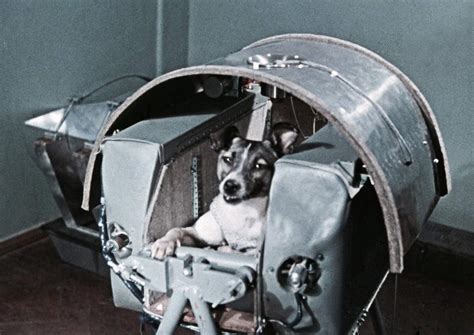 Laika La Perra Que Abrió Las Puertas Del Espacio A La Humanidad El
