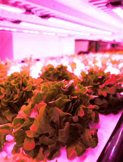 Grow lights are also useful in helping to create healthier plants that grow better buds. More Efficient Plant Growth with Quantum Dots by Nanoco ...
