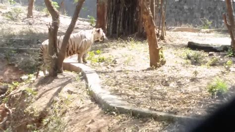 White Tiger Hunting Youtube