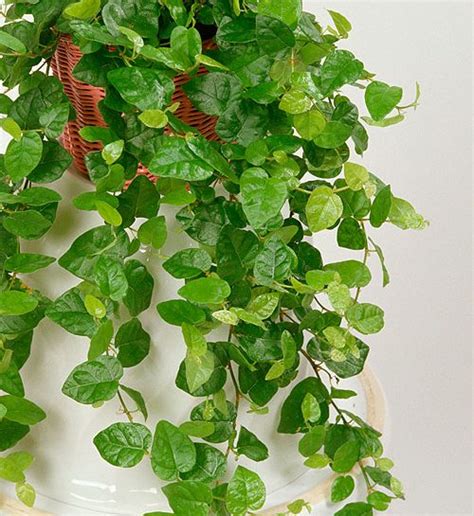 Trova una vasta selezione di piante finte pendenti a prezzi vantaggiosi su ebay. Ficus pumila: rampicante da appartamento | Donna Moderna