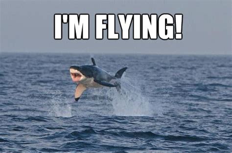 The 20 Funniest Moments In Shark History (GALLERY)