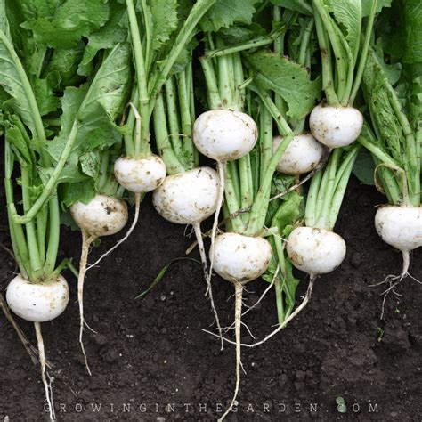 How To Grow Turnips 5 Tips For Growing Turnips Growing In The Garden