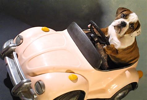 We did not find results for: Cruising with Fido: Tips for a Safe and Fun Car Ride with ...