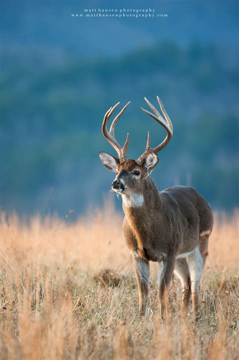 A Whitetail Buck Stands In A Field With A Blue Mountain Slope Behind