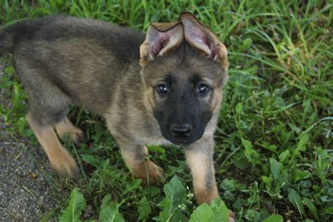 55 Sable German Shepherd Puppies Newborn L2sanpiero