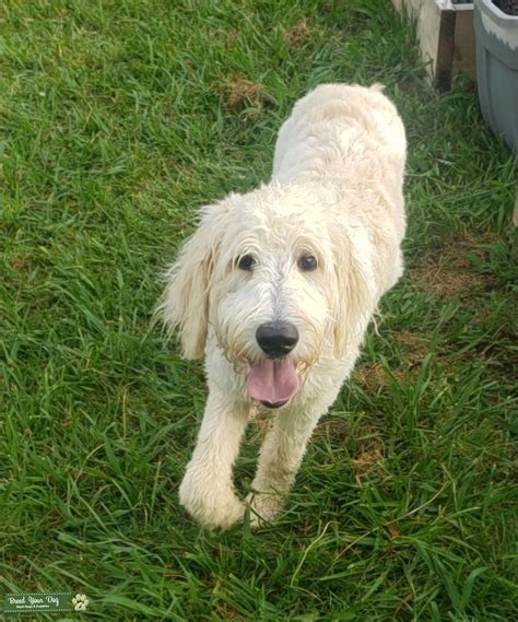 Goldendoodle Puppies Nc Gorgeous Goldendoodle Puppies - rockymountaineering