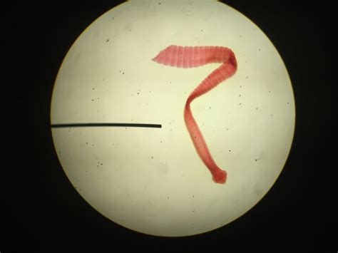Tapeworms In Dogs Great Pet Care